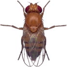 A fruit fly, seen from above.