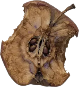 A mushy apple core.