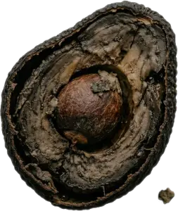 A browning avocado.