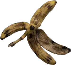 A fermenting banana peel.