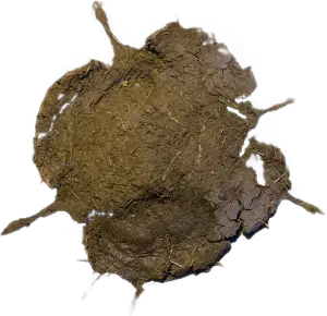 A dung pellet.