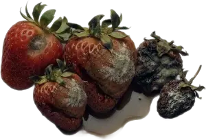 A rotting strawberry.